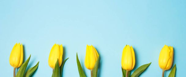 Spring flowers. Yellow tulips on blue background top view copy space border - Photo, Image