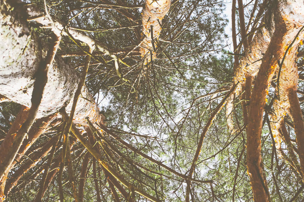 Dennenboomtoppen in zonlicht - Foto, afbeelding