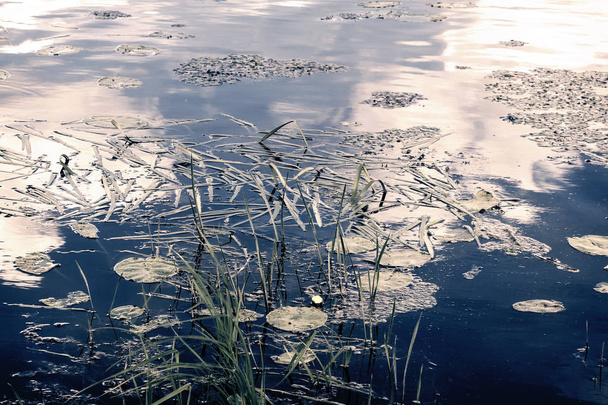A superfície do lago com lírios de água
. - Foto, Imagem