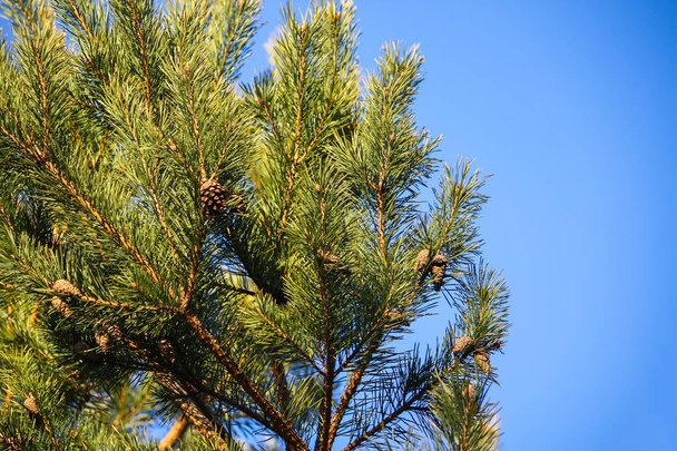 Green prickles on pine tree branches in spring forest. - Photo, Image