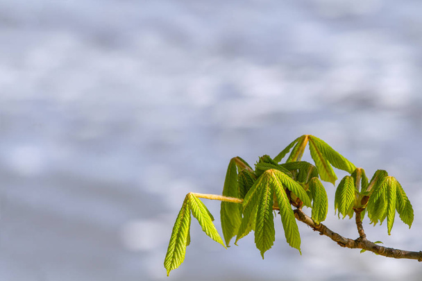 Horse chestnut   leaves bud at early spring in the sunny day.  New life spring time concept.  Background or For add text .  Loft for exterior and interior design.  - Photo, Image