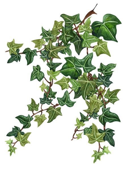 水彩画植物アイビーの図。手描き緑ツタ、ホワイト バック グラウンド.  - 写真・画像