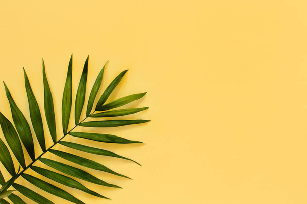 Palm leaf on a yellow background - Photo, Image