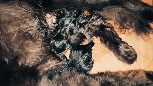 Νέα γατάκια γεννημένο μωρό πιπίλισμα του γάλακτος από τη μητέρα τους - Πλάνα, βίντεο