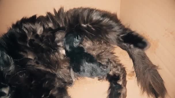 Nieuwe born zwarte baby kitten melk van zijn moeder zuigen - Video