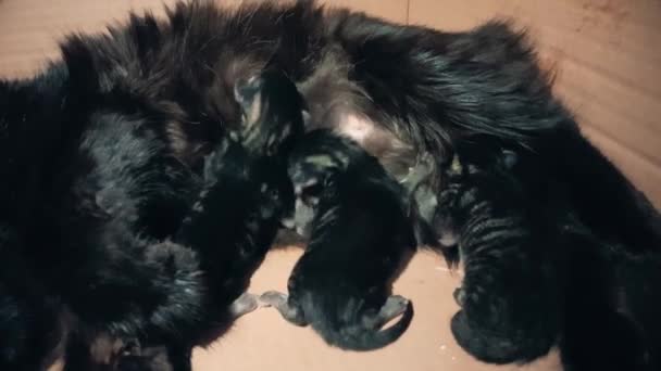 Nieuwe geboren baby kittens zuigen melk van hun moeder - Video