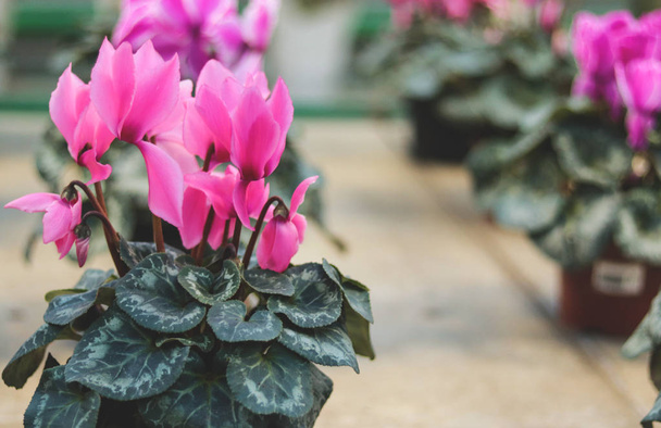 pink cyclamen  in a flower pot  on blurred background. Soft focus - Photo, Image
