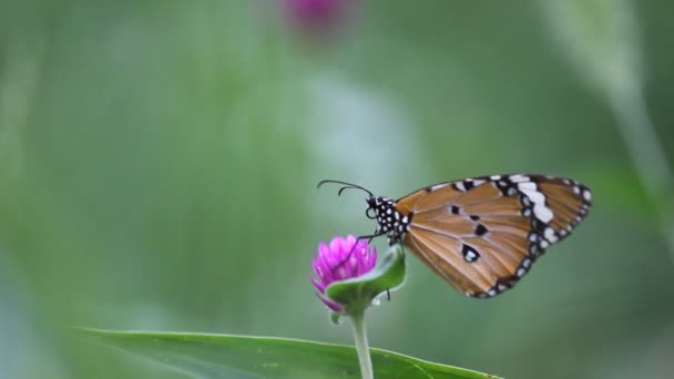 Videozáznam obyčejného tygřího motýla, který sedí na květinové rostlině a krmí se v přírodním prostředí  - Záběry, video