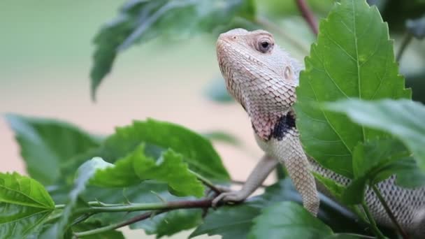 Doğal habitatına parkta bir bitkinin yaprakları üzerinde oturan bir Garden Lizard bir video - Video, Çekim