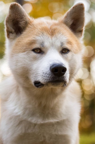Akita inu, Japán családfa kutya portréja - Fotó, kép