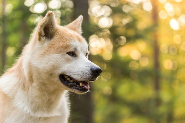 Retrato de pedigrí Akita-inu perro japonés
 - Foto, imagen