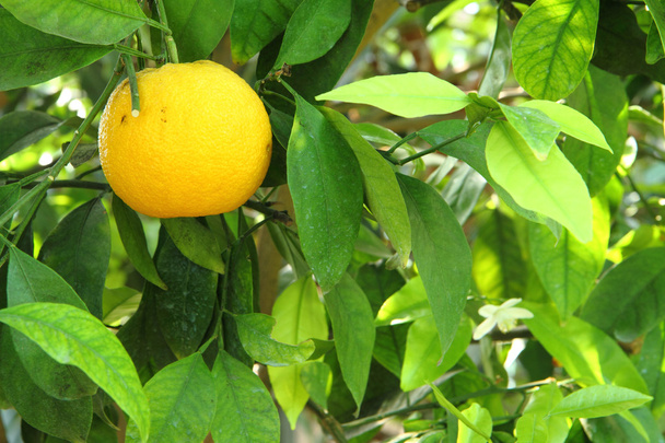 Еловский лимон
 - Фото, изображение