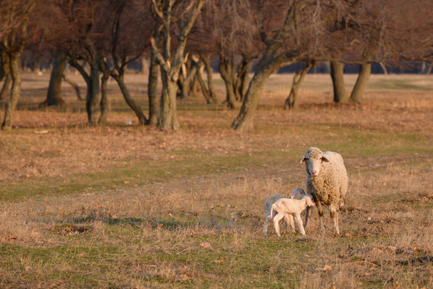 Schafe und zwei Lämmer auf dem Feld - Foto, Bild