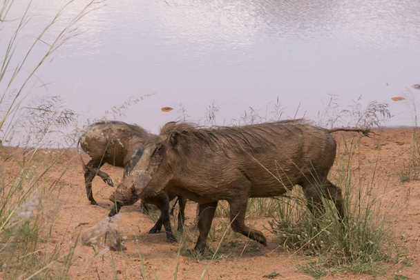 afrikai vadon élő disznó warthog család - Fotó, kép