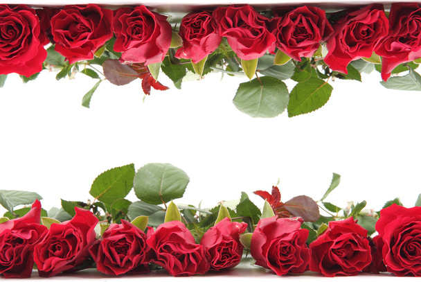 čerstvé červené růže jako rámec - Fotografie, Obrázek