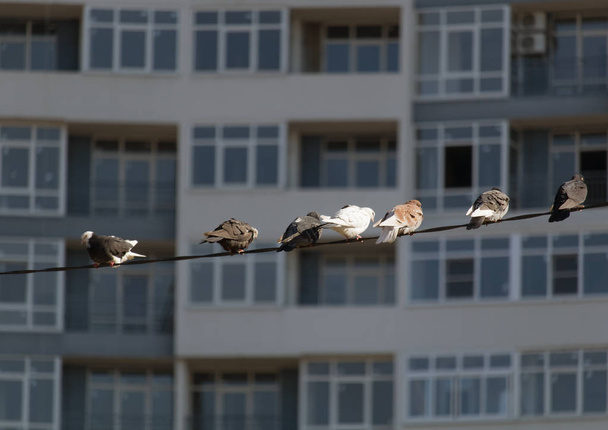 eine Gruppe Tauben auf dem elektrischen Draht in der Stadt auf dem Hintergrund des Gebäudes - Foto, Bild