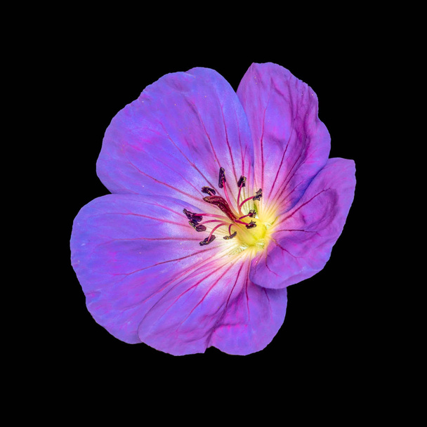 Schöne Kunst Stillleben Farbe florales Bild eines einzelnen isolierten weit geöffneten violett blühenden männlichen Geranien / Kranich Blume auf schwarzem Hintergrund in Vintage-Malstil - Foto, Bild