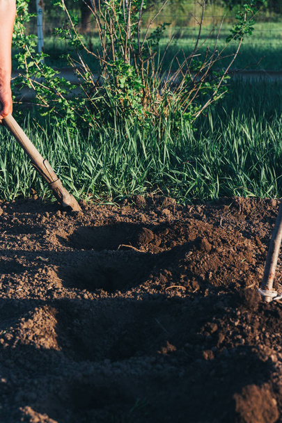 Planting of potatoes on a bio garden. Seasonal work.spade drip pits for planting potatoes in spring - 写真・画像