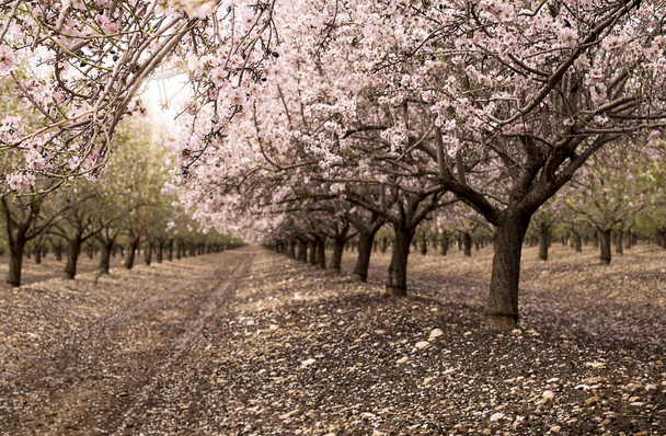Blossom almond trees in spring orchard . Shallow depth of field  - Photo, Image