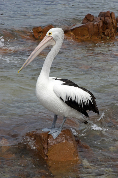 Australian Pelican, Kangaroo Island - Фото, изображение