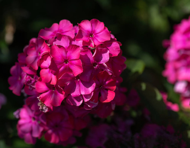 Cor macro floral ao ar livre de um cluster / bola de flor de flox vermelho com fundo desfocado natural tomado em um dia ensolarado de verão
 - Foto, Imagem