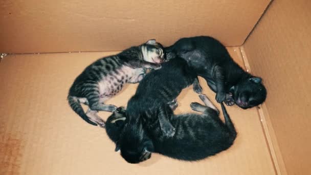 Gatitos recién nacidos durmiendo juntos en una caja de cartón
 - Metraje, vídeo