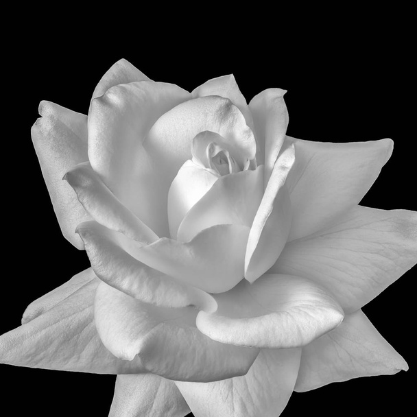 Bela arte ainda vida monocromática flor preta e branca vista frontal macro foto de uma flor de rosa de flor aberta larga com textura detalhada, fundo preto, tecla alta
 - Foto, Imagem