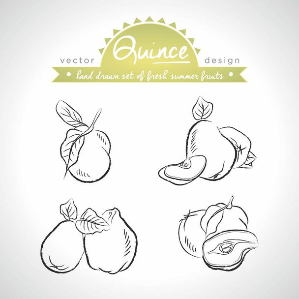 Manzana-membrillo. Colección dibujada a mano de boceto vectorial detallado frutas frescas. Aislado
 - Vector, imagen