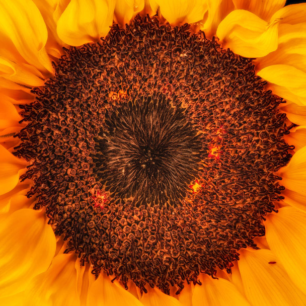 Bellas artes bodegón color macro imagen del único corazón aislado de una flor de girasol amarillo en el sol brillante y colores vibrantes brillantes visto desde la parte superior
 - Foto, Imagen