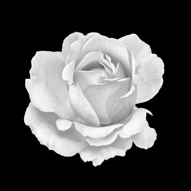 Monochrome fine art still life macro of a single isolated white rose blossom in vintage painting style on black background - Photo, Image