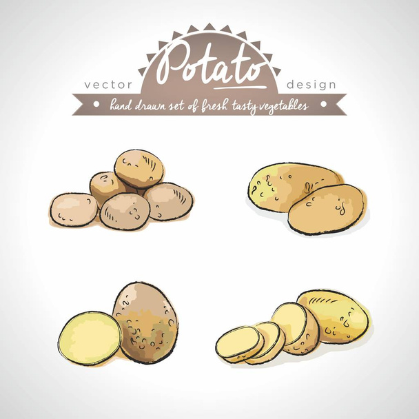 Potato Collection of fresh vegetables with leaf. Vector illustration. Isolated - Vector, Image