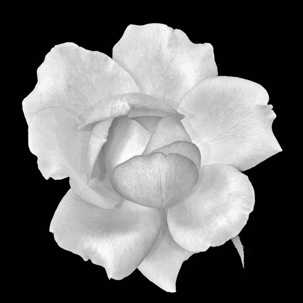 Fine art still life monochrome black and white flower top view macro photo of a wide open blooming rose blossom with detailed texture on black background - Photo, Image
