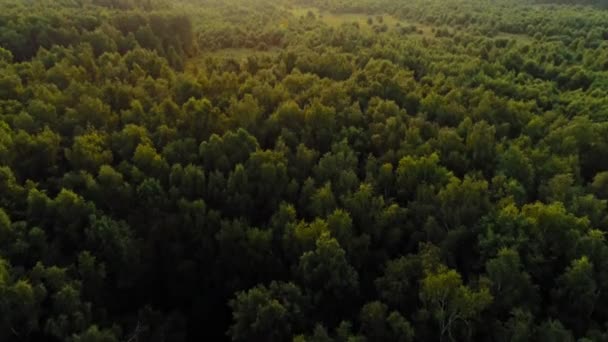 Shooting from helicopter amazing green forest with tall fluffy trees surrounded by sunlight - Materiał filmowy, wideo
