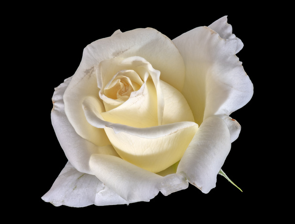 Světlé coloful výtvarného umění zátiší květinové makro květina obrázek z jednoho izolovaného bílé žluté růže pozadí s detailní texturou - Fotografie, Obrázek