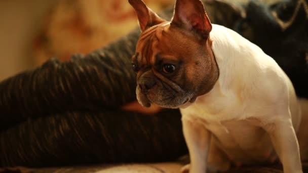 dog french bulldog wiggles his mouth - Footage, Video