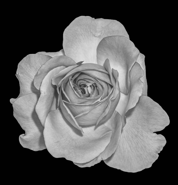 Güzel Sanatlar natürmort tek renkli siyah ve beyaz çiçek makro phot - Fotoğraf, Görsel