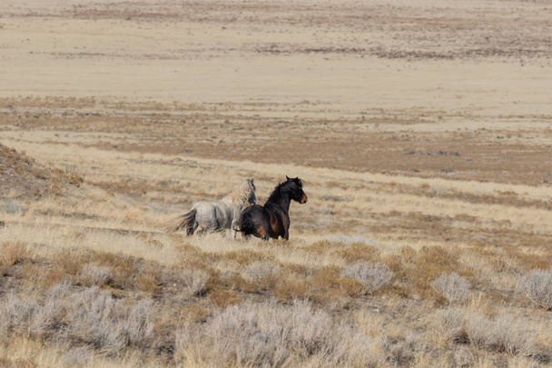 άγρια άλογα στην έρημο της Γιούτα το χειμώνα - Φωτογραφία, εικόνα