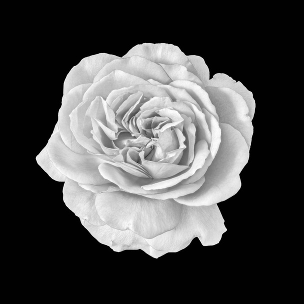 Képzőművészeti csendélet monokróm fekete-fehér virág makró fotó a tárva-nyitva Rózsa virág részletes textúrával fekete háttér - Fotó, kép