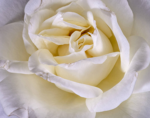 Beaux-arts nature morte couleur douce fleur macro photo de l'intérieur d'une fleur de rose jaune blanc grand ouvert avec texture détaillée
  - Photo, image
