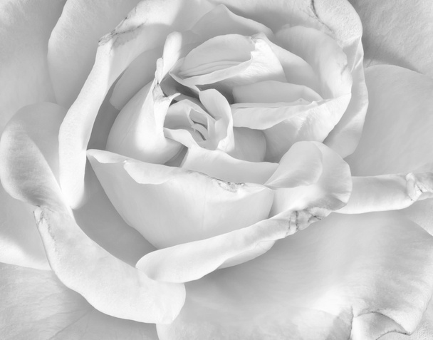 Fine art stilleven monochroom zwart-wit bloem macro foto van een de binnenste van een wijd open, roze bloesem met gedetailleerde textuur  - Foto, afbeelding