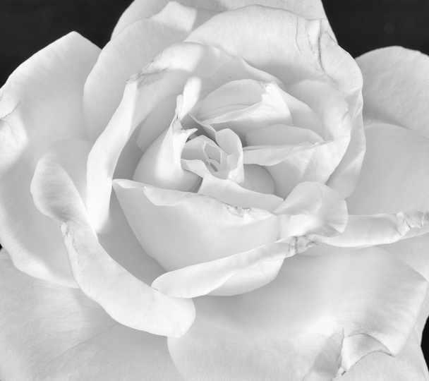 Fine art still life monochrome black and white flower macro photo of a the inner of a single isolated wide open rose blossom with detailed texture  - Photo, Image