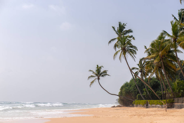 Tropical coconut palms on the beach in Sri Lanka. Sunny sky background  - Fotó, kép
