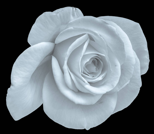 Beaux-arts nature morte monochrome noir et blanc fleur vue du dessus macro photo d'une fleur de rose à grande fleur ouverte avec texture détaillée sur fond noir
 - Photo, image