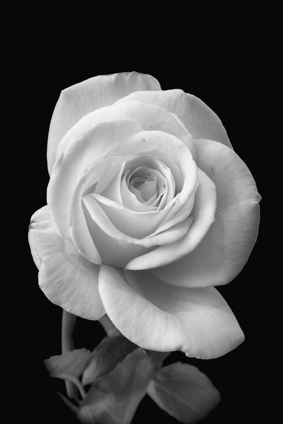 Fine art still life monochrome black and white flower front view macro photo of a wide open blooming rose blossom with leaves and detailed texture on black background - Photo, Image
