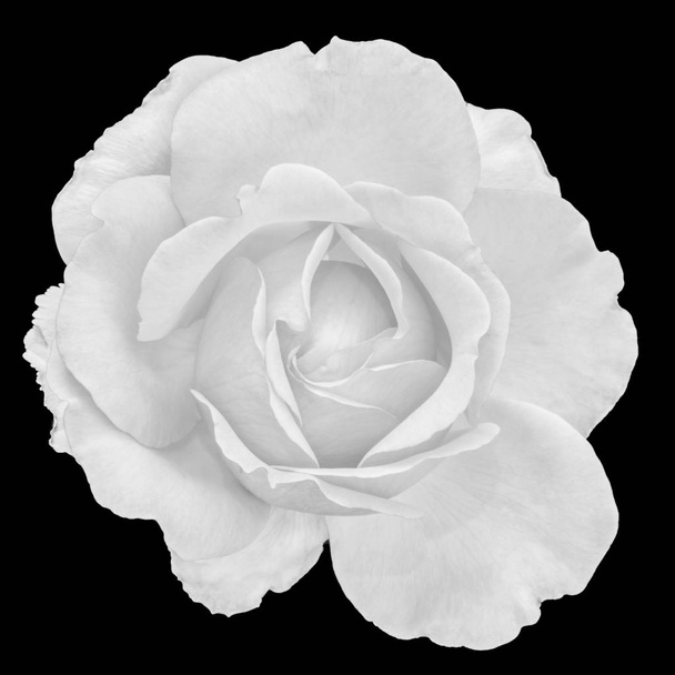 Fine art stilleven monochroom zwart-wit bloem bovenaanzicht macro foto van een breed open bloeien rose bloesem met gedetailleerde textuur op zwarte achtergrond - Foto, afbeelding