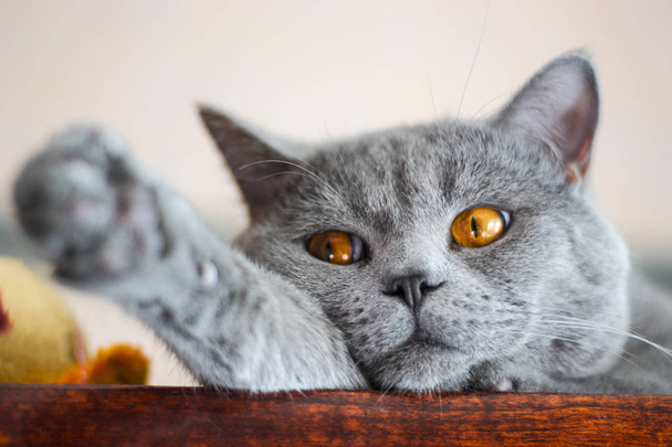 hermoso escocés recta gris gato con fuego naranja ojos posando en la parte superior de un armario, Odessa, Ucrania
 - Foto, Imagen