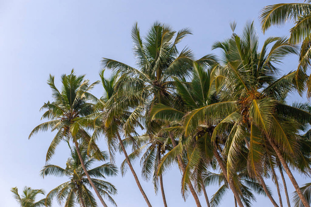 Tropical coconut palms on the beach in Sri Lanka. Sunny sky background  - Photo, Image