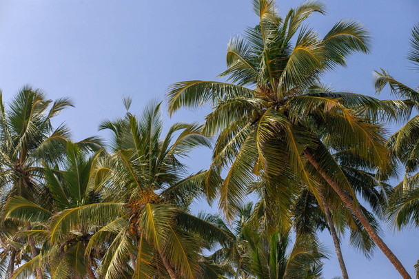 Tropical coconut palms on the beach in Sri Lanka. Sunny sky background  - Photo, Image