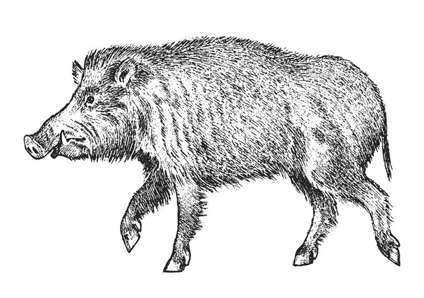Wild boar, pig or swine, forest animal. Symbol of the north. Vintage monochrome style. Mammal in Eurasia. Engraved hand drawn sketch for banner or label. - Vector, Image