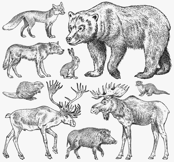 野生動物のセットです。ブラウンのグリズリー ・ ベアー フォレスト ムース赤狐北イノシシ狼セーブル アナグマ グレーうさぎトナカイ コツメカワウソ。ビンテージ白黒哺乳類およびヨーロッパのプレデター。刻まれた手描きのスケッチ. - ベクター画像